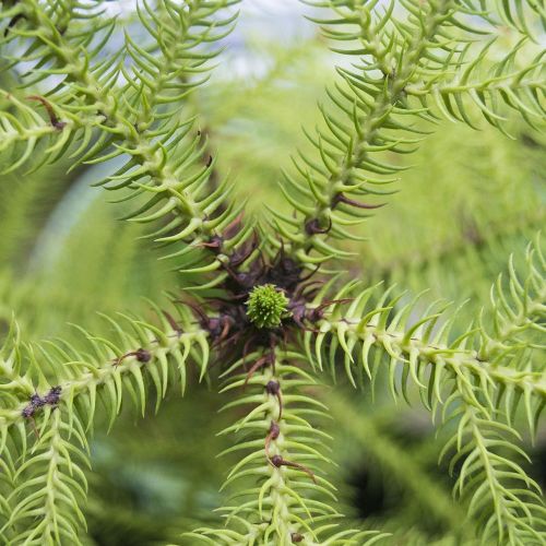ARAUCARIA